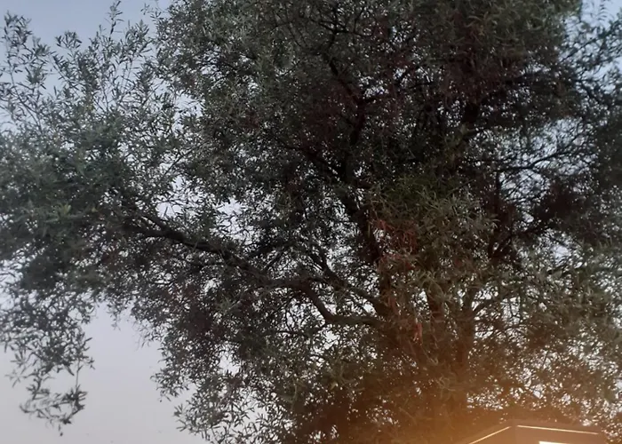 Acta Luxury Pensiune